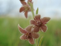 Aspidoglossum biflorum flowers